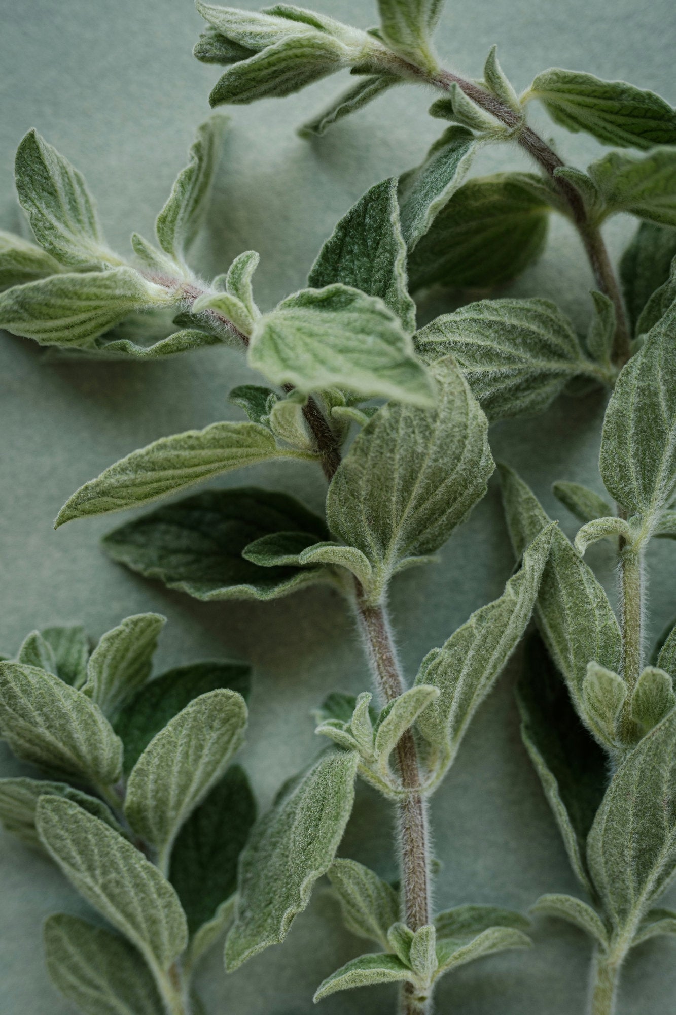 Foto von Oregano Stiel mit Blättern