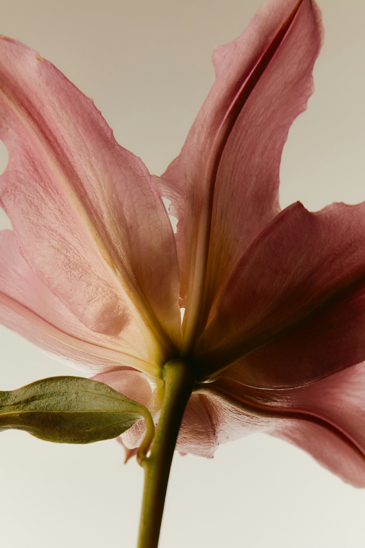 Foto von Rosa Blume