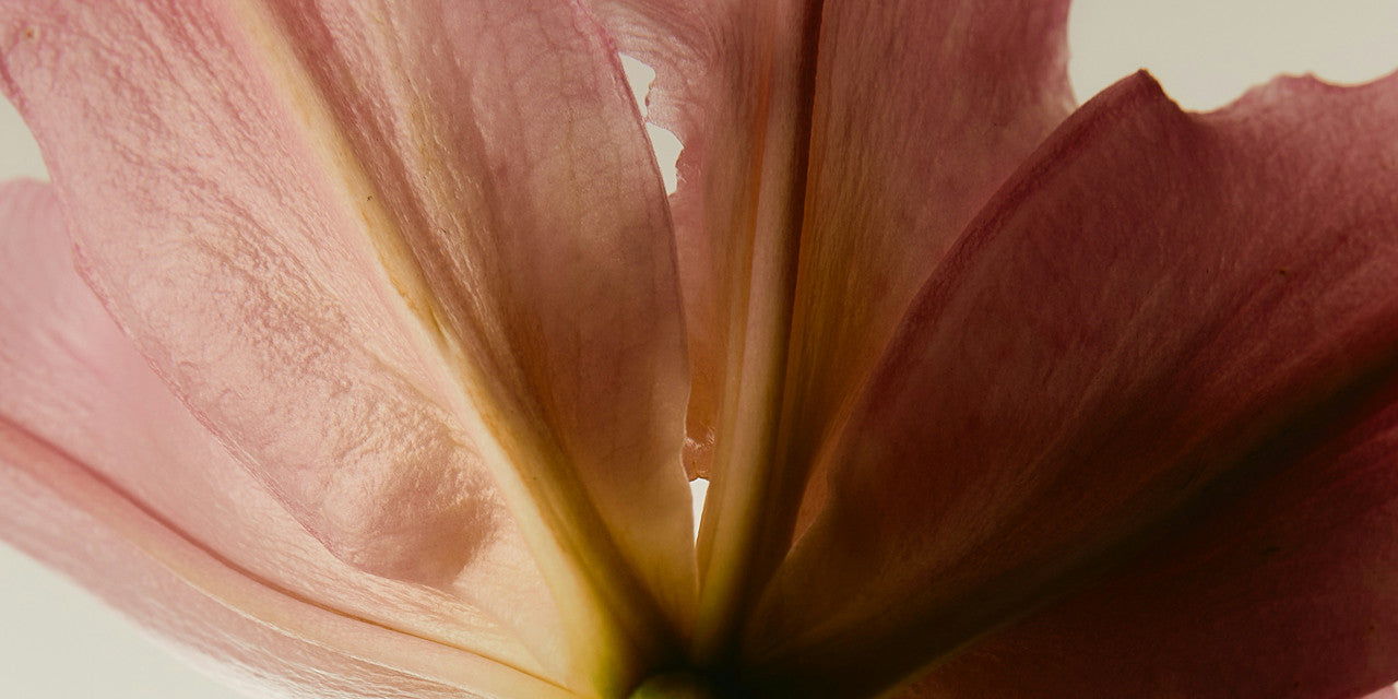 Foto von Rosa Blume