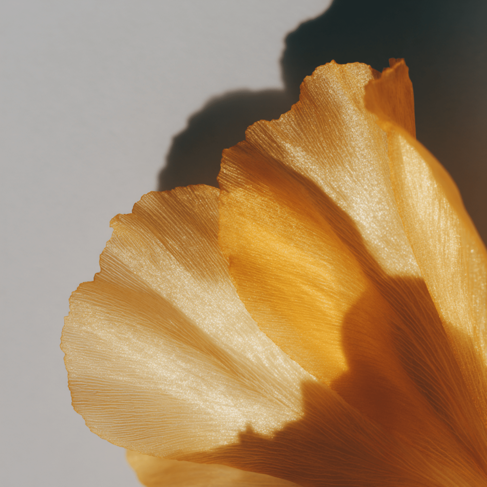 Nachtkerzenblüte für Bio-Nachtkerzenöl Kapseln - Heros Health