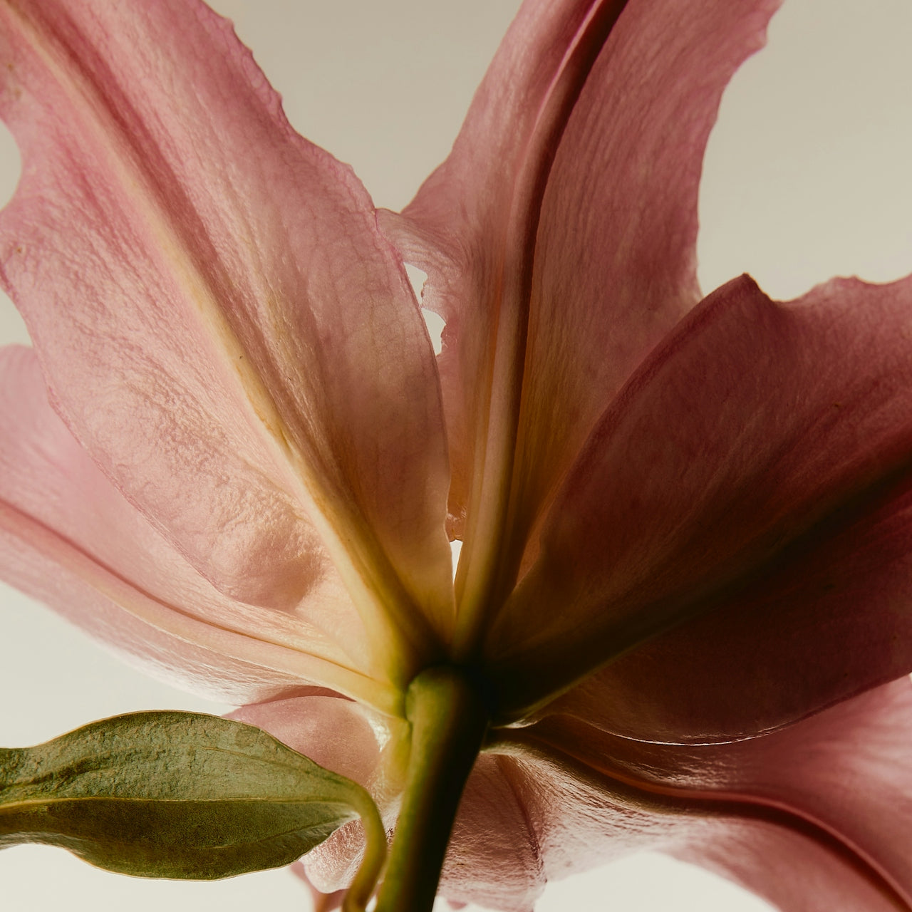 close-up photography of a pink flower viewed from the bottom